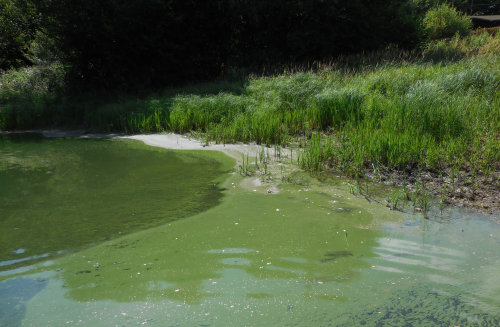 Blaualgen sind Bakterien (Cyanobakterien), die das Wasser blaugrün (cyan) färben und schlierenartige Aufrahmungen auf der Gewässeroberfläche formen können. (Foto: OBK)
