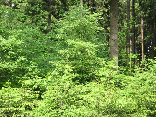Standortgerechte Waldverjüngung im naturnahen Mischbestand (Foto: OBK)