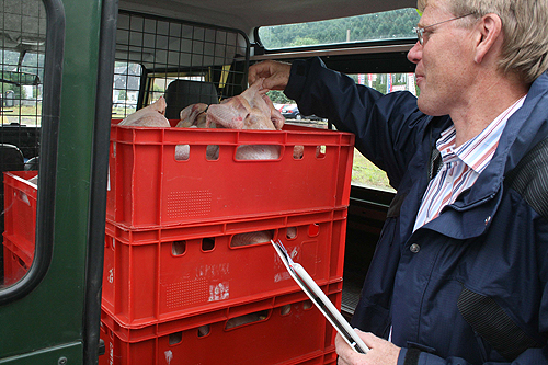 Dr. Stefan Kohler, stellvertretender Leiter des Veterinr- und Lebensmittelberwachungsamtes, kontrolliert frisch geschlachtete Hhnchen. (Foto: OBK)
